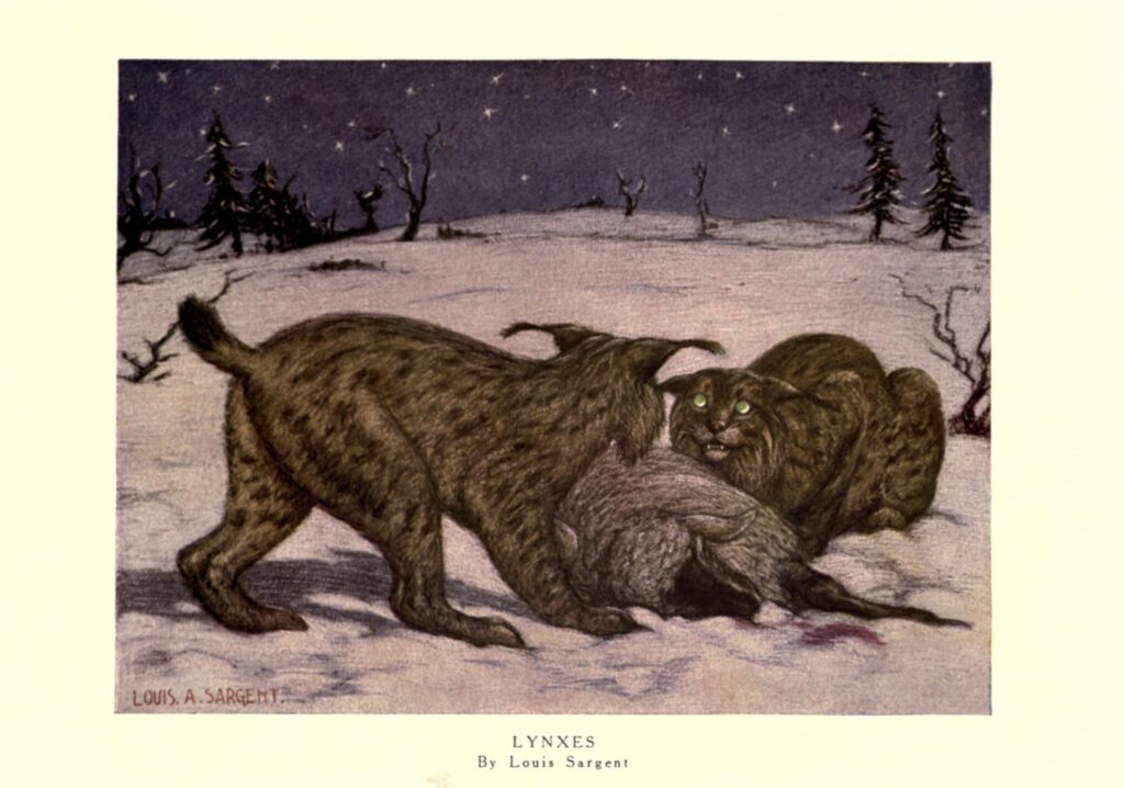 Scientific illustration of lynxes in the snow. Two big cats with tufts on their ears growling at each other over what might be a recent kill. Or a log. It's hard to tell. The cats, though, are very vivid.