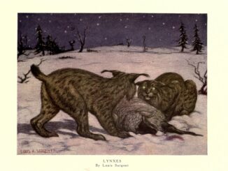 Scientific illustration of lynxes in the snow. Two big cats with tufts on their ears growling at each other over what might be a recent kill. Or a log. It's hard to tell. The cats, though, are very vivid.