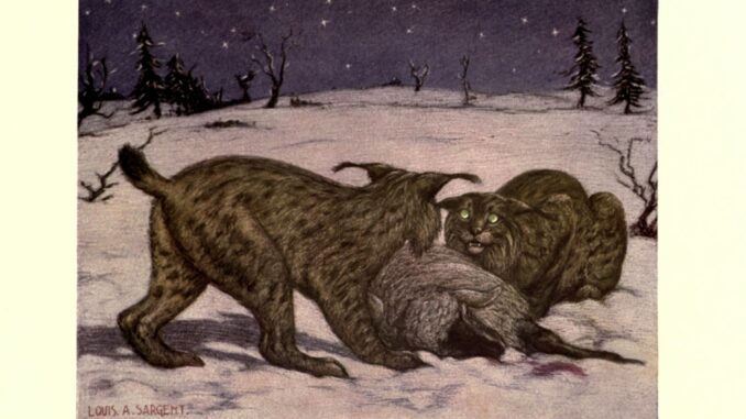 Scientific illustration of lynxes in the snow. Two big cats with tufts on their ears growling at each other over what might be a recent kill. Or a log. It's hard to tell. The cats, though, are very vivid.