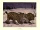 Scientific illustration of lynxes in the snow. Two big cats with tufts on their ears growling at each other over what might be a recent kill. Or a log. It's hard to tell. The cats, though, are very vivid.