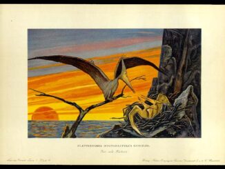 Against a prehistoric sunset over a primordial ocean, a leather-winged flying reptile feeds two or more young in their nest, made in a cranny of a seaside cliff.