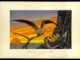 Against a prehistoric sunset over a primordial ocean, a leather-winged flying reptile feeds two or more young in their nest, made in a cranny of a seaside cliff.