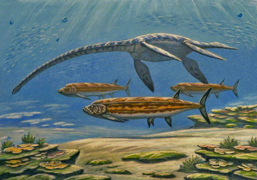 Scientific illustration of two prehistoric sea creatures, a long-necked elasmosaurus called Styxosaurus, and a long-bodied fish called Xiphactinus. Bofh species hover in the water, neutrally buoyant, dappled by sunlight, and looking distinctly predatory, just hanging there, watching.
