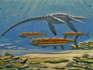 Scientific illustration of two prehistoric sea creatures, a long-necked elasmosaurus called Styxosaurus, and a long-bodied fish called Xiphactinus. Bofh species hover in the water, neutrally buoyant, dappled by sunlight, and looking distinctly predatory, just hanging there, watching.
