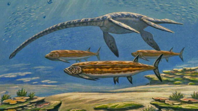 Scientific illustration of two prehistoric sea creatures, a long-necked elasmosaurus called Styxosaurus, and a long-bodied fish called Xiphactinus. Bofh species hover in the water, neutrally buoyant, dappled by sunlight, and looking distinctly predatory, just hanging there, watching.