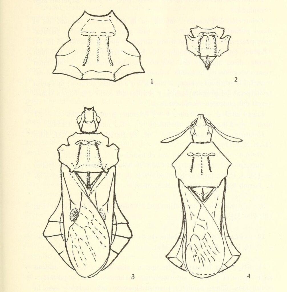 Scientific illustration of four ambush bugs.