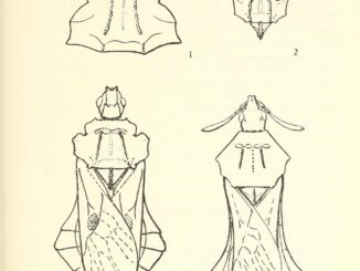 Scientific illustration of four ambush bugs.