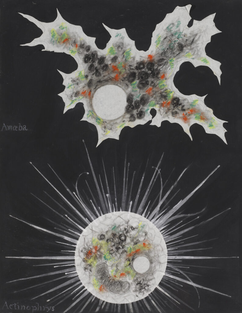Scientific illustration of microbes done as paper collage in the 1800s. They float like multicolored nebulas and distant worlds with white energetic auras against the black backdrop of deepest space, except they are alive, and microscopic.