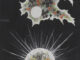 Scientific illustration of microbes done as paper collage in the 1800s. They float like multicolored nebulas and distant worlds with white energetic auras against the black backdrop of deepest space, except they are alive, and microscopic.