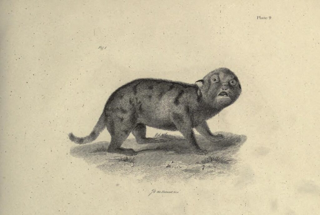 Scientific illustration of a wailing panther kitten, staring balefully out at us in a black-and-white engraving.