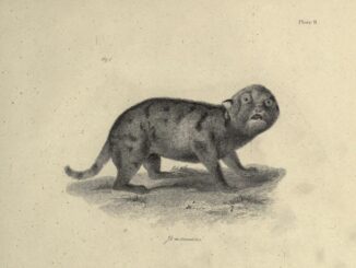 Scientific illustration of a wailing panther kitten, staring balefully out at us in a black-and-white engraving.