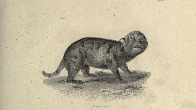 Scientific illustration of a wailing panther kitten, staring balefully out at us in a black-and-white engraving.