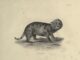 Scientific illustration of a wailing panther kitten, staring balefully out at us in a black-and-white engraving.