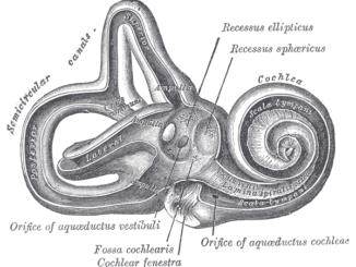 Scientific illustration of the inner ear, including the cochlea, from Gray's Anatomy.