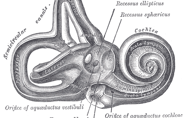 Scientific illustration of the inner ear, including the cochlea, from Gray's Anatomy.