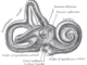 Scientific illustration of the inner ear, including the cochlea, from Gray's Anatomy.