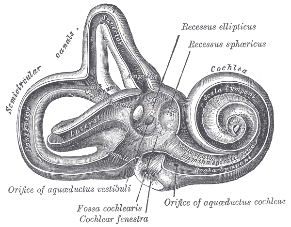 Scientific illustration of the inner ear, including the cochlea, from Gray's Anatomy.