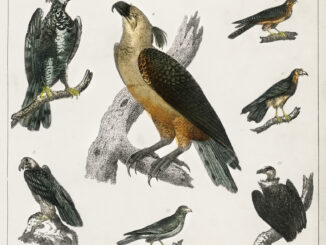 Scientific illustration of hawks, vultures, and various other birds from a 19th-century natural history text.