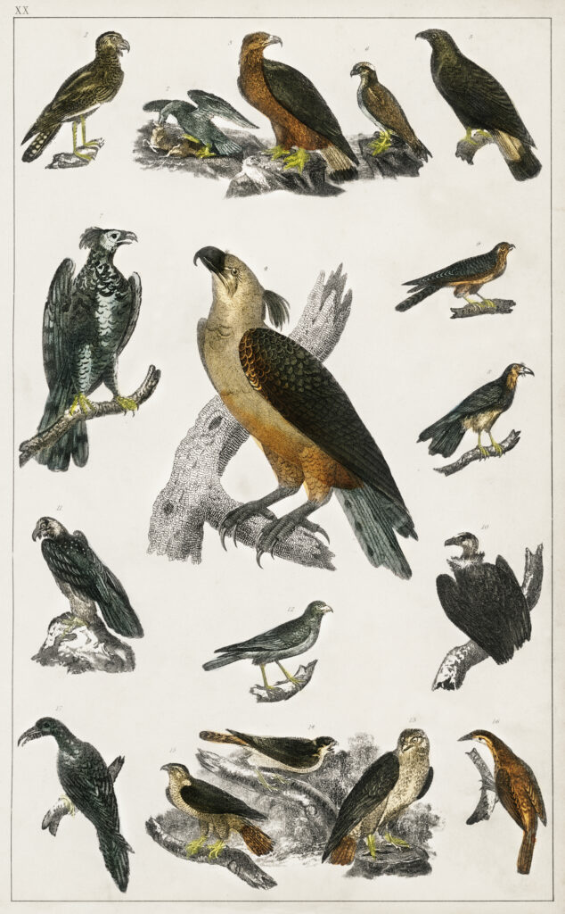 Scientific illustration of hawks, vultures, and various other birds from a 19th-century natural history text.