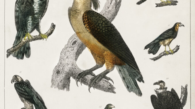 Scientific illustration of hawks, vultures, and various other birds from a 19th-century natural history text.