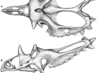 Scientific illustration of the skull of a horned dinosaur from Utah.