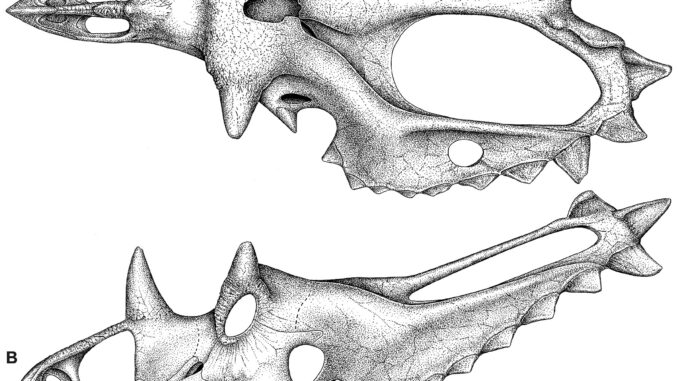 Scientific illustration of the skull of a horned dinosaur from Utah.