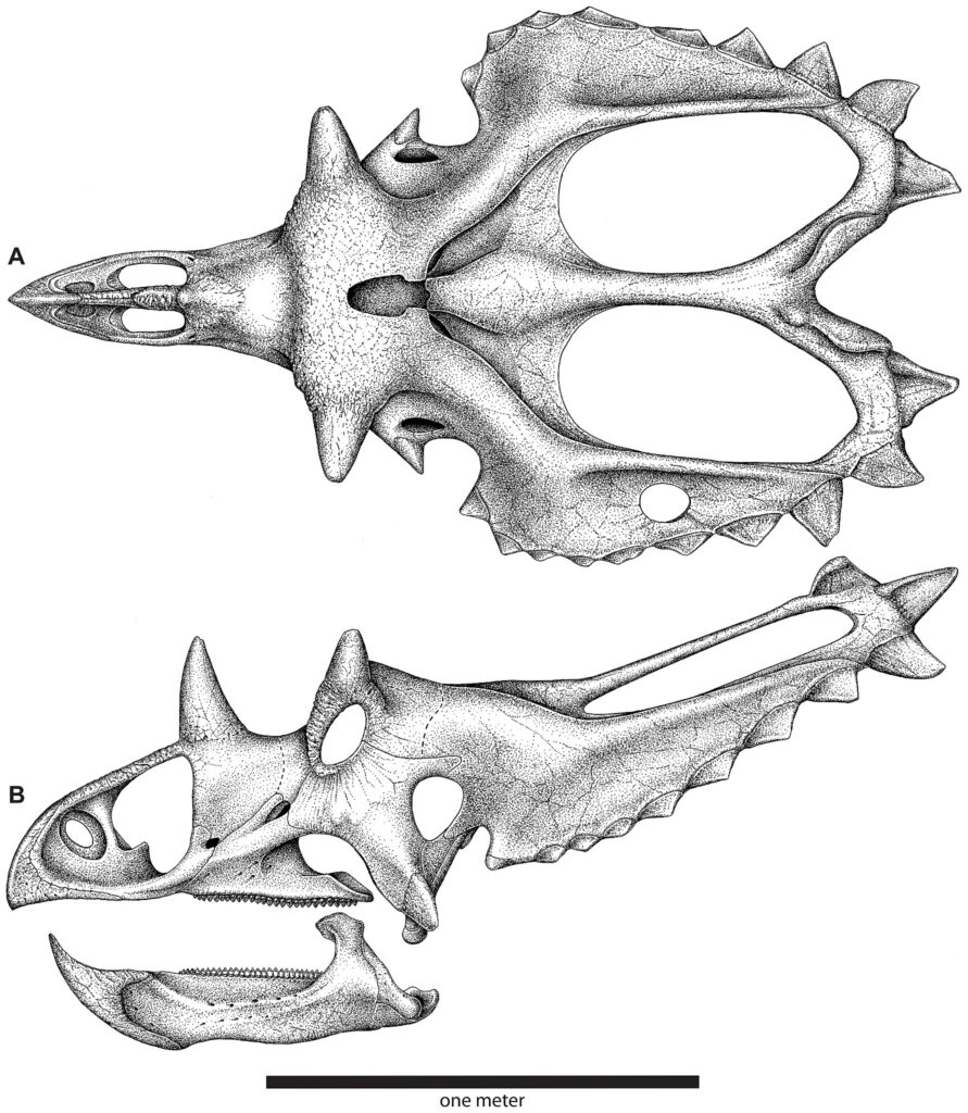 Scientific illustration of the skull of a horned dinosaur from Utah.