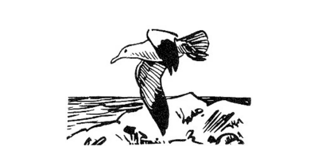 Scientific illustration of a seagull, a simple ink drawing of a bird in flight over a beach.