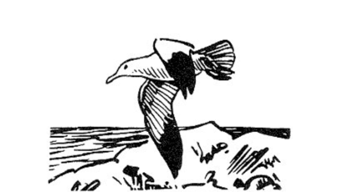 Scientific illustration of a seagull, a simple ink drawing of a bird in flight over a beach.