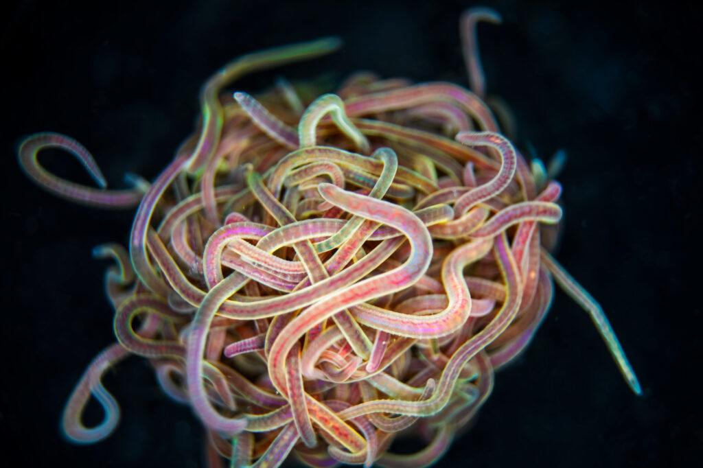Scientific illustration of a tangled ball of pink worms (called blackworms) against a black background.