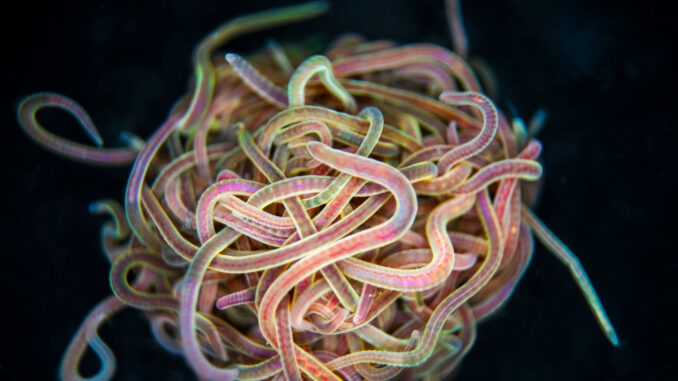 Scientific illustration of a tangled ball of pink worms (called blackworms) against a black background.