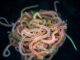 Scientific illustration of a tangled ball of pink worms (called blackworms) against a black background.