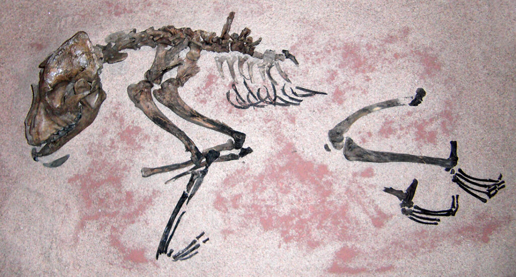 Scientific illustration of a Stone Age dog, a brown skeleton partially visible embedded inside pink rock.