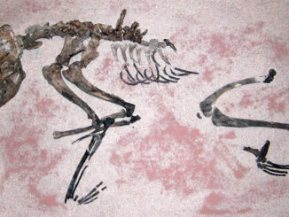 Scientific illustration of a Stone Age dog, a brown skeleton partially visible embedded inside pink rock.