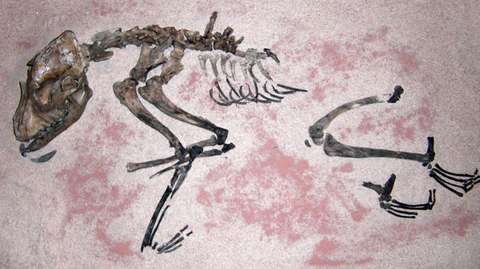 Scientific illustration of a Stone Age dog, a brown skeleton partially visible embedded inside pink rock.