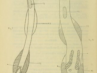 Scientific illustration of bristle-jawed arrow worms, fast-moving marine predators.