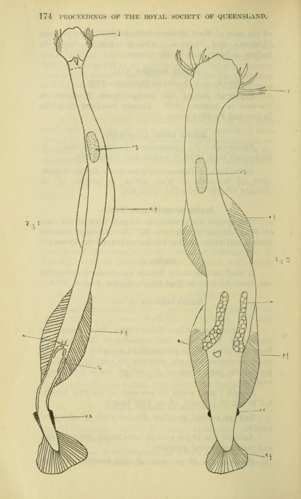 Scientific illustration of bristle-jawed arrow worms, fast-moving marine predators.