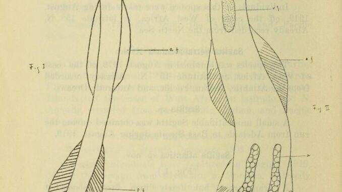 Scientific illustration of bristle-jawed arrow worms, fast-moving marine predators.
