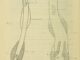 Scientific illustration of bristle-jawed arrow worms, fast-moving marine predators.