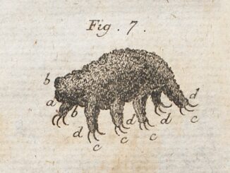 Scientific illustration of a tardigrade, a kleiner Wasserbär or little water bear, as drawn by Rev. Johann August Ephraim Goeze.