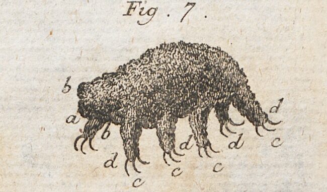 Scientific illustration of a tardigrade, a kleiner Wasserbär or little water bear, as drawn by Rev. Johann August Ephraim Goeze.