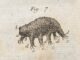 Scientific illustration of a tardigrade, a kleiner Wasserbär or little water bear, as drawn by Rev. Johann August Ephraim Goeze.