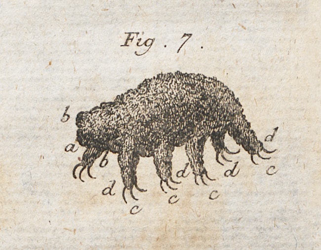 Scientific illustration of a tardigrade, a kleiner Wasserbär or little water bear, as drawn by Rev. Johann August Ephraim Goeze.