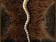 Scientific illustration of a parasitic worm that is carried by tigers and monkeys.