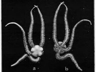 Scientific Illustration of a brittle star, a black and white photo with a geometric symmetry or symmetrical geometry - at any rate, the top and bottom views look like mirror images next to each other.