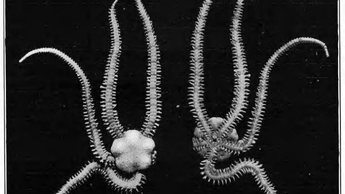 Scientific Illustration of a brittle star, a black and white photo with a geometric symmetry or symmetrical geometry - at any rate, the top and bottom views look like mirror images next to each other.