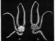 Scientific Illustration of a brittle star, a black and white photo with a geometric symmetry or symmetrical geometry - at any rate, the top and bottom views look like mirror images next to each other.