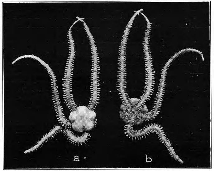Scientific Illustration of a brittle star, a black and white photo with a geometric symmetry or symmetrical geometry - at any rate, the top and bottom views look like mirror images next to each other.