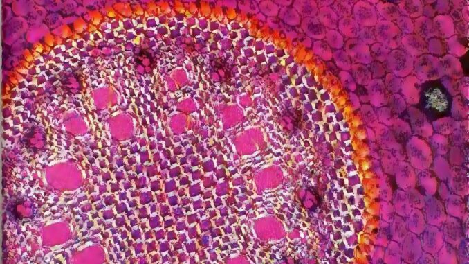 Scientific illustration of a root seen through a microscope, all purple and magenta in round geometries. In the 1970s, this looked like the future.