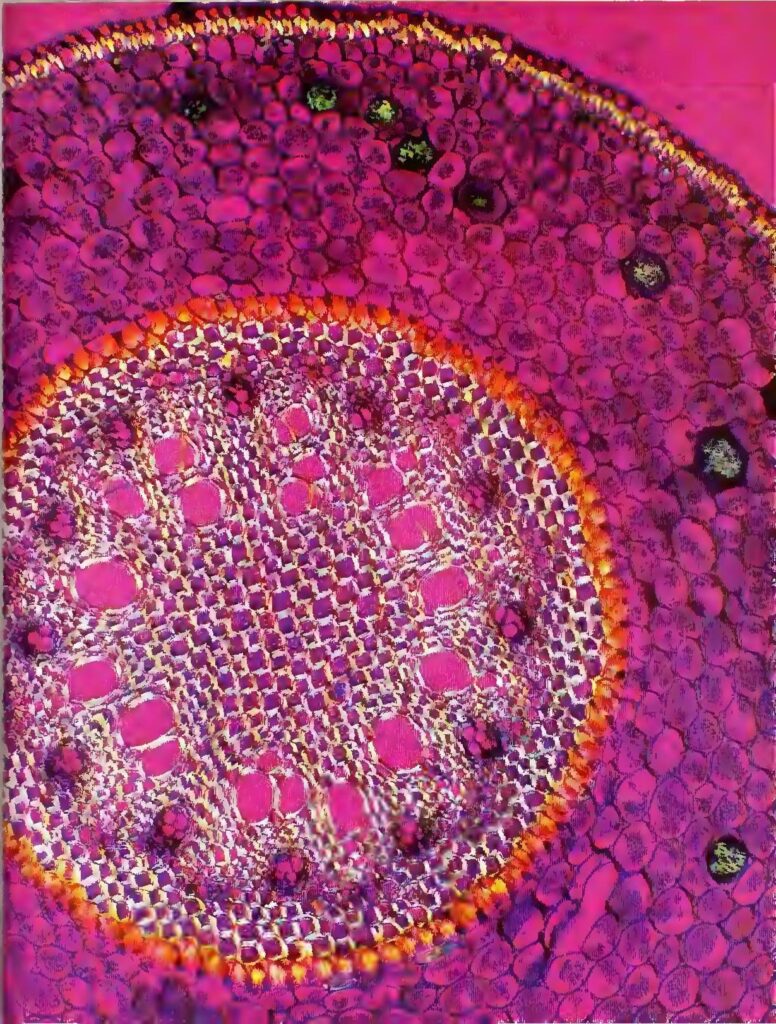 Scientific illustration of a root seen through a microscope, all purple and magenta in round geometries. In the 1970s, this looked like the future.